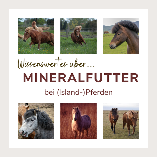 Mineralisierung für Pferde VeWi • Arts kreatives Design und Liebe zum Islandpferd