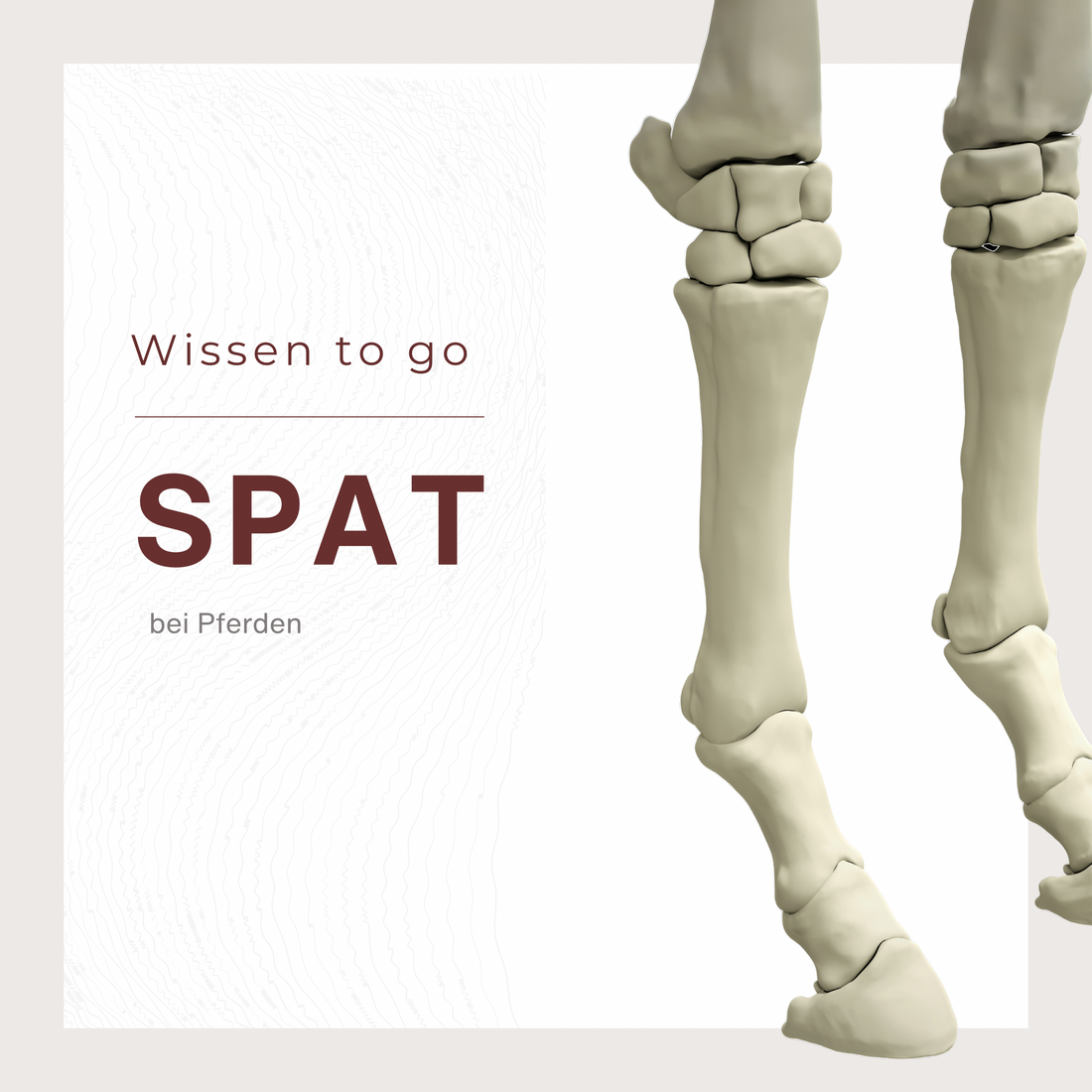 Spat bei Pferden: Ursachen, Symptome und Behandlungsmöglichkeiten VeWi • Arts kreatives Design und Liebe zum Islandpferd