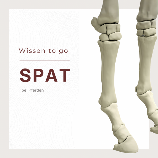 Spat bei Pferden: Ursachen, Symptome und Behandlungsmöglichkeiten VeWi • Arts kreatives Design und Liebe zum Islandpferd